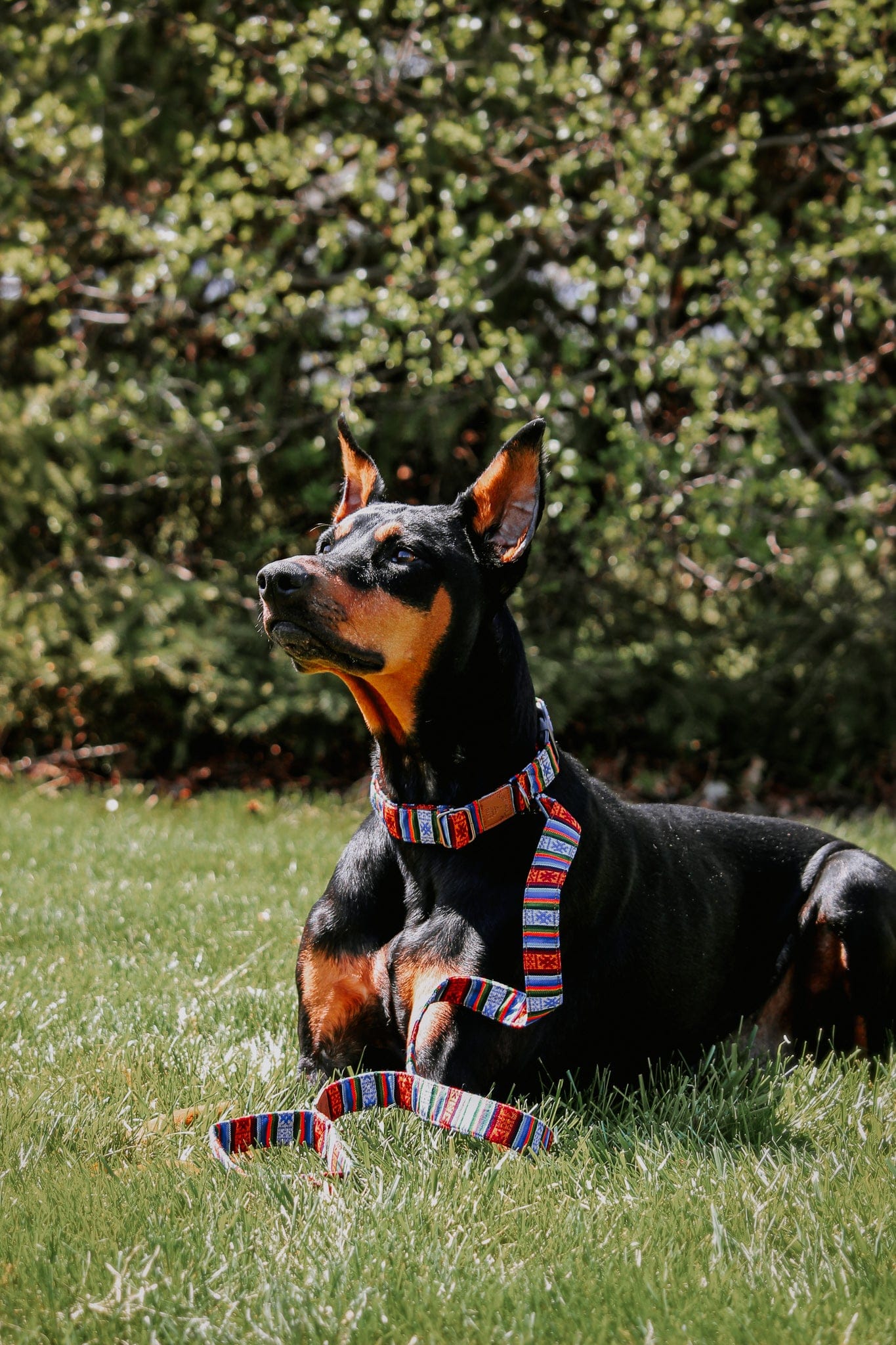 Lifestyle Bhutanese Heritage Dog Collar & Leash Set