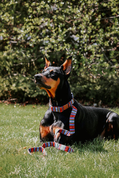 Lifestyle Bhutanese Heritage Dog Collar & Leash Set