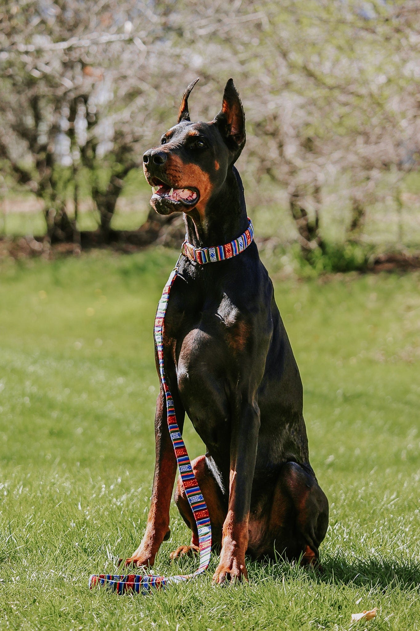 Lifestyle Bhutanese Heritage Dog Collar & Leash Set