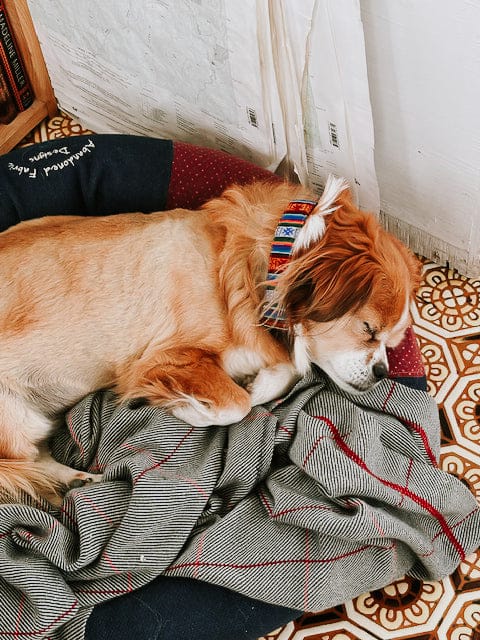 Lifestyle Bhutanese Heritage Dog Collar & Leash Set