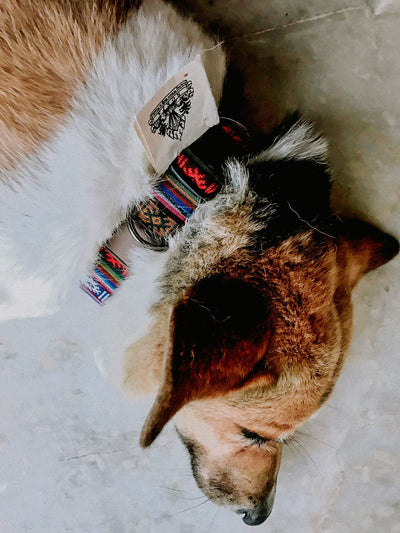 Lifestyle Bhutanese Heritage Dog Collar & Leash Set