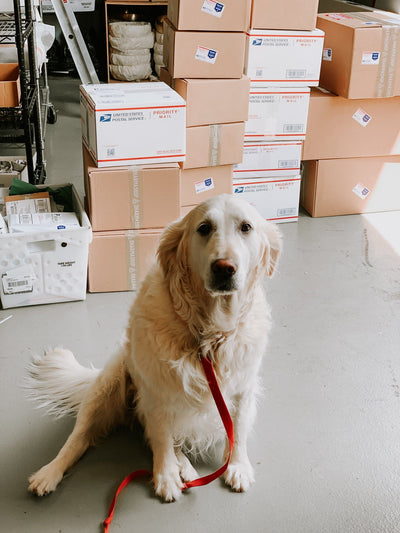 Lifestyle Stella Heritage Dog Collar & Leash Set