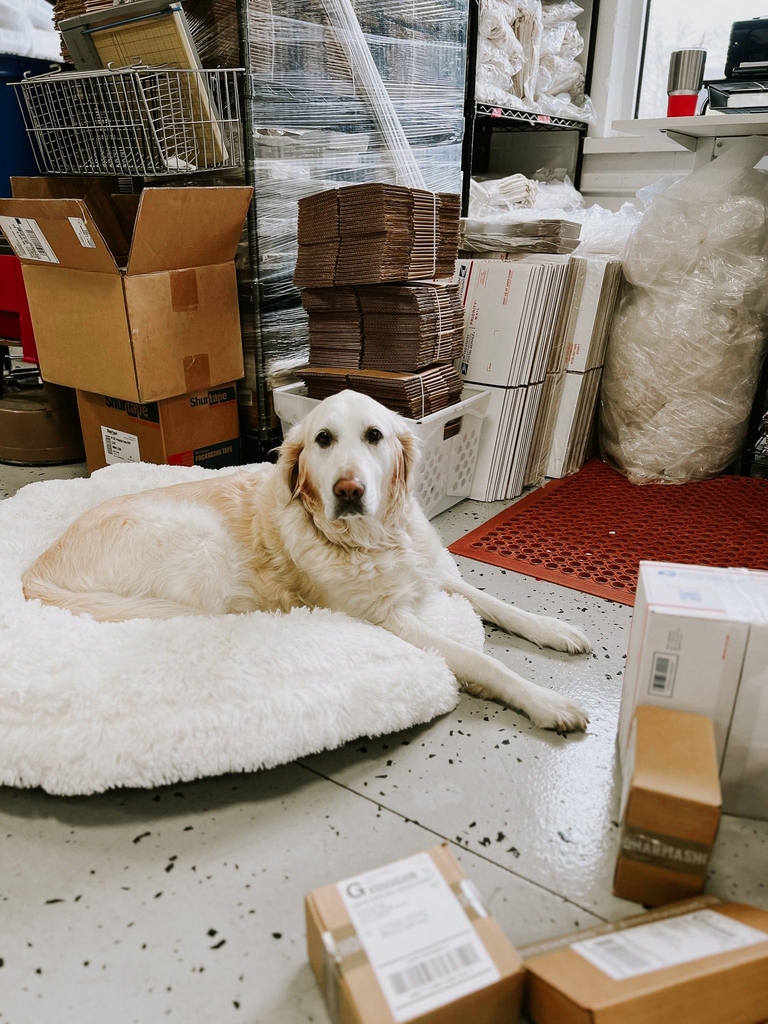 Lifestyle Stella Heritage Dog Collar & Leash Set