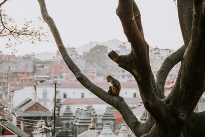 Wall Hangings Swayambhunath Sacred Stupa Wall Hanging fb061