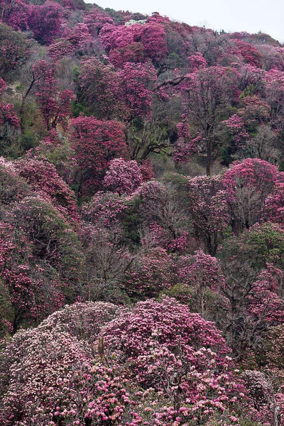 Incense Default Rhododendron Forest Incense Handmade by Nuns in066
