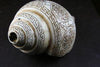 One of a Kind,Tibetan Style Default One of a Kind Conch Shell un016